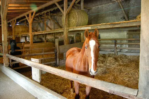 Écurie Leihouse, Self-service Reithalle, Manège, Indoor Horse Arena, Pension Pour Chevaux, Pferdepension, Horse Boarding