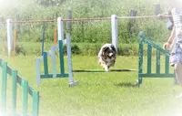 Bcfm Club d'Éducation Canine