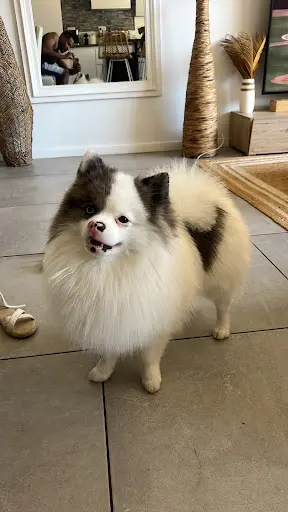 Animali Coif
