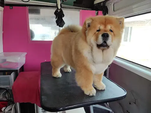 Canibain Chow