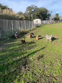 Cani Piaghjinchi Pension Canine Biguglia