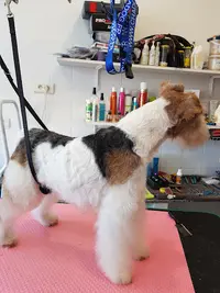 Dog Harmonie