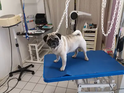 La Puce A l'Oreille