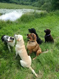 Willow et Compagnie