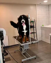 l'Élégance Canine