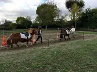 l'Arbre À Poneys