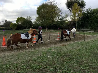 l'Arbre À Poneys