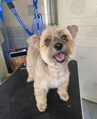 Salon Canin