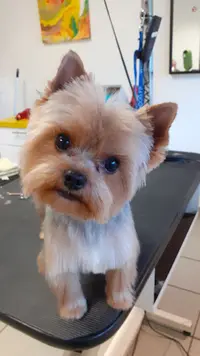 Toutou Mouss