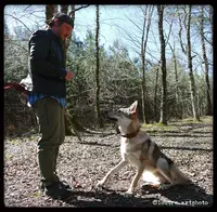 Wolf Education (education Canine)