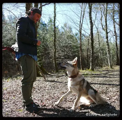 Wolf Education (education Canine)