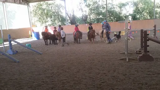 Pony Veyle