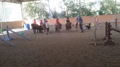 Pony Veyle