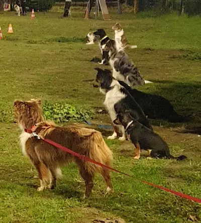 Amicale Blagnacaise du Chien d'Utilité