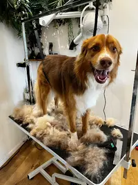 Canin Calin