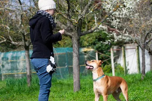 Echo Canin Dog Academy
