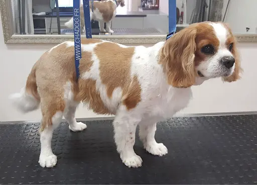 Elegant Dog