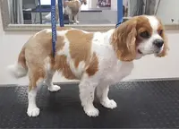 Elegant Dog