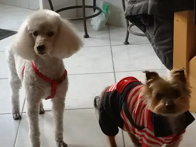 Salon de Toilettage "côté Chien"