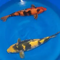 Koi By Koi