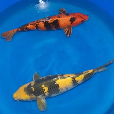 Koi By Koi