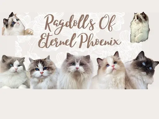 Chatterie Of Eternel Phoenix