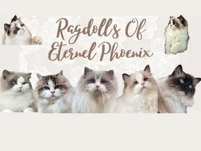 Chatterie Of Eternel Phoenix