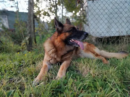 Bibouille And Co - Pension Canine