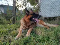 Bibouille And Co - Pension Canine