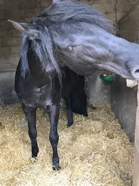 Centre Equestre de Blaru