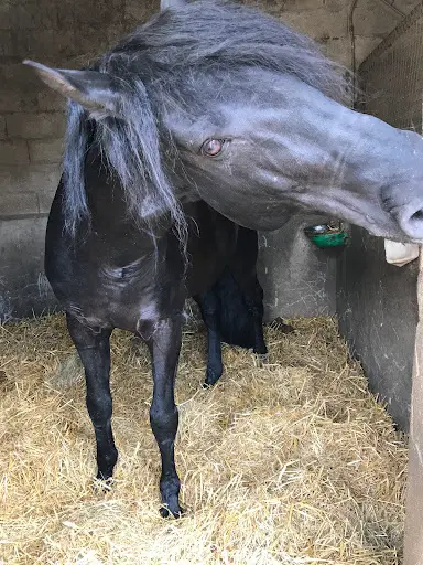 Centre Equestre de Blaru
