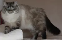 Élevage Familial de Chats Sibériens du Mas des Névas