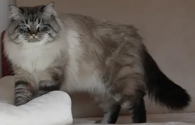 Élevage Familial de Chats Sibériens du Mas des Névas