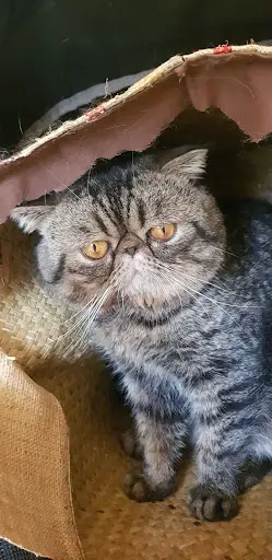Chatterie du Jardin de Berlioz