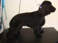 Helene Toilettage Chiens et Chats