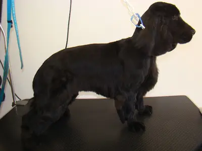 Helene Toilettage Chiens et Chats