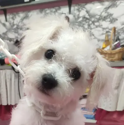 Au Rendez-vous Canin Spa et Bien Être du Chien