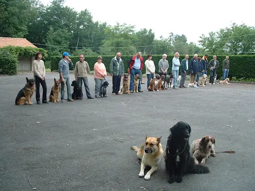 Educ Action Canine de l'Argoat