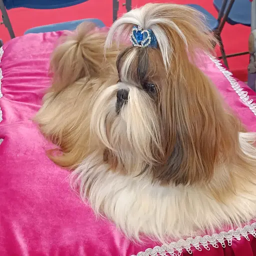 Élevage de Shih-tzu de Gibedemeaux