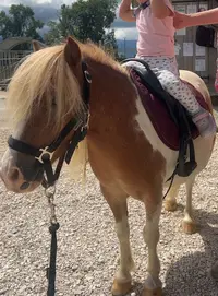 Elevage de Kheïlan - Centre Equestre - Laura Mugnier