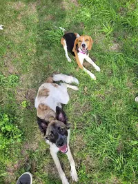Éduc Ta Truffe - Éducateur Comportementaliste Canin