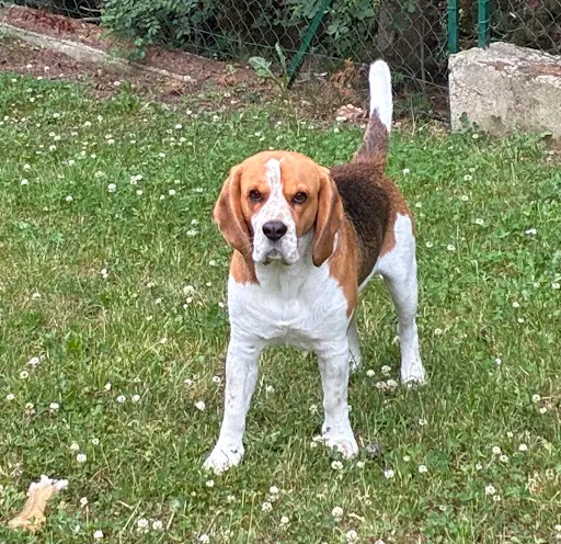 Elevage Beagles de Lécho des Fontaines