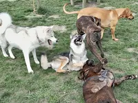 Ludik Dog Park - Centre D’éducation Canine