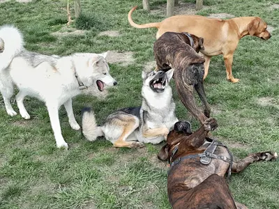Ludik Dog Park - Centre D’éducation Canine