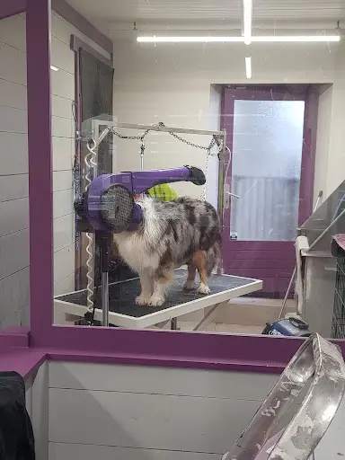 Le Salon d'Emilie, Toilettage Canin et Félin