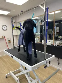 Dog’s Store Toilettage