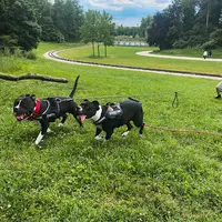 Canine Love Educatrice et Comportementaliste 92