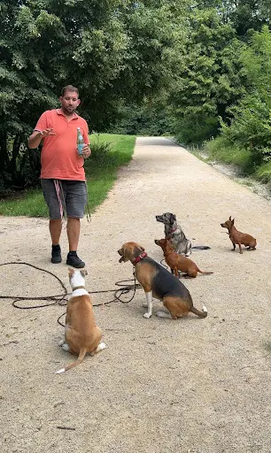 Progressive Dog Education-educateur Canin Comportementaliste À Bois d'Arcy