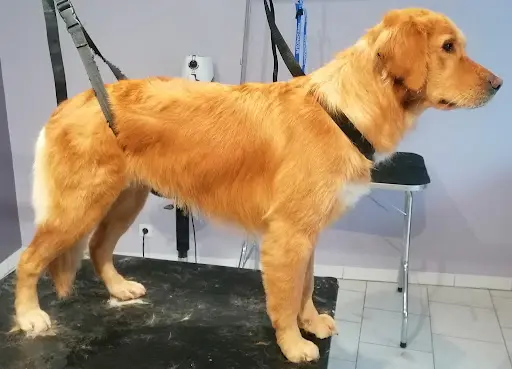 l'Espace Canin