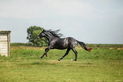 Haras de la Gerillais